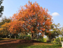 黃連木樹,生態、藥用與觀賞價值並重的珍稀樹種