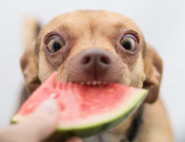 吃瓜娛樂小狗,小狗帶你領略萌寵界的歡樂時光