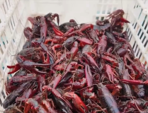 網爆黑料吃瓜長遠國產（2024已更新）最新版本-ioses安卓通用版，新學期的科學課帶來哪些“震蕩歲月”？多地科學教養更改“新”意盎然（幼米SU7Ultra被曝仍有前機蓋風洞版本主打一個激進！）