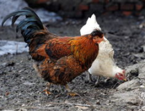 公雞叫鈴聲,公雞叫鈴聲的溫馨啟示