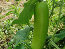 網紅吃瓠子瓜視頻,趣味橫生引網友熱議