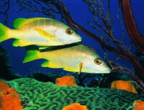 一線吃瓜娛樂圈by海底,海底視角下的“一線吃瓜”眾生相