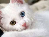 波斯貓的眼睛,揭秘雙色眼的神秘魅力”