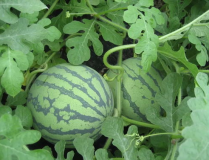 吃瓜導航,跟隨「西瓜獵人」專屬地圖，解鎖北線秘境瓜田之旅”