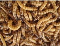 大麥蟲價格,價格波動與養殖前景分析”