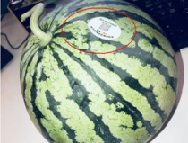 網紅視頻 吃瓜,吃瓜文化下的娛樂現象解析