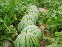 娛樂圈瓜的吃瓜心得,揭秘幕後真相與趣味八卦