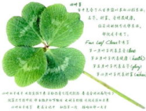 吃瓜四葉草娛樂,揭秘娛樂圈幕後故事與趣味瞬間