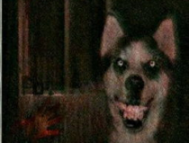 笑臉狗恐怖原圖,背後故事與心理效應解析”