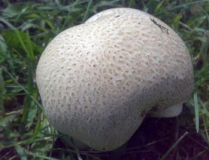 馬勃的功效與作用,天然良藥，多效合一的神奇真菌