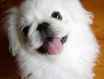 京巴狗的壽命,了解其平均壽命與影響因素”