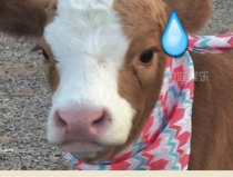 娛樂吃瓜醬爸爸的寵物,揭秘明星寵物的趣味生活