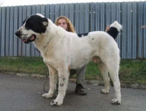 中亞牧羊犬,古老守護者的傳奇與今日風采